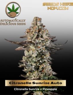Citronella Sunrize Auto (Autoflower) (space) Automatically Delicious