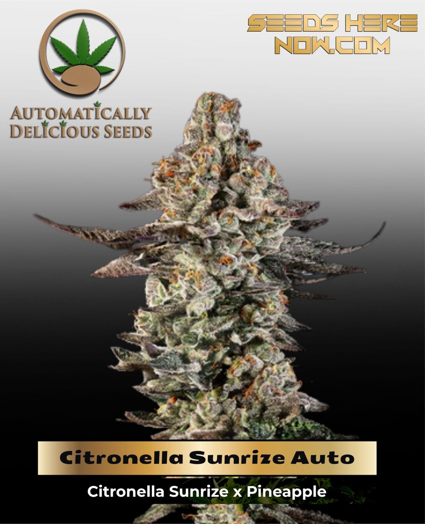 Citronella Sunrize Auto (Autoflower) - Automatically Delicious