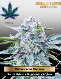 Siberian Snow (Feminized) (space) Pure XX