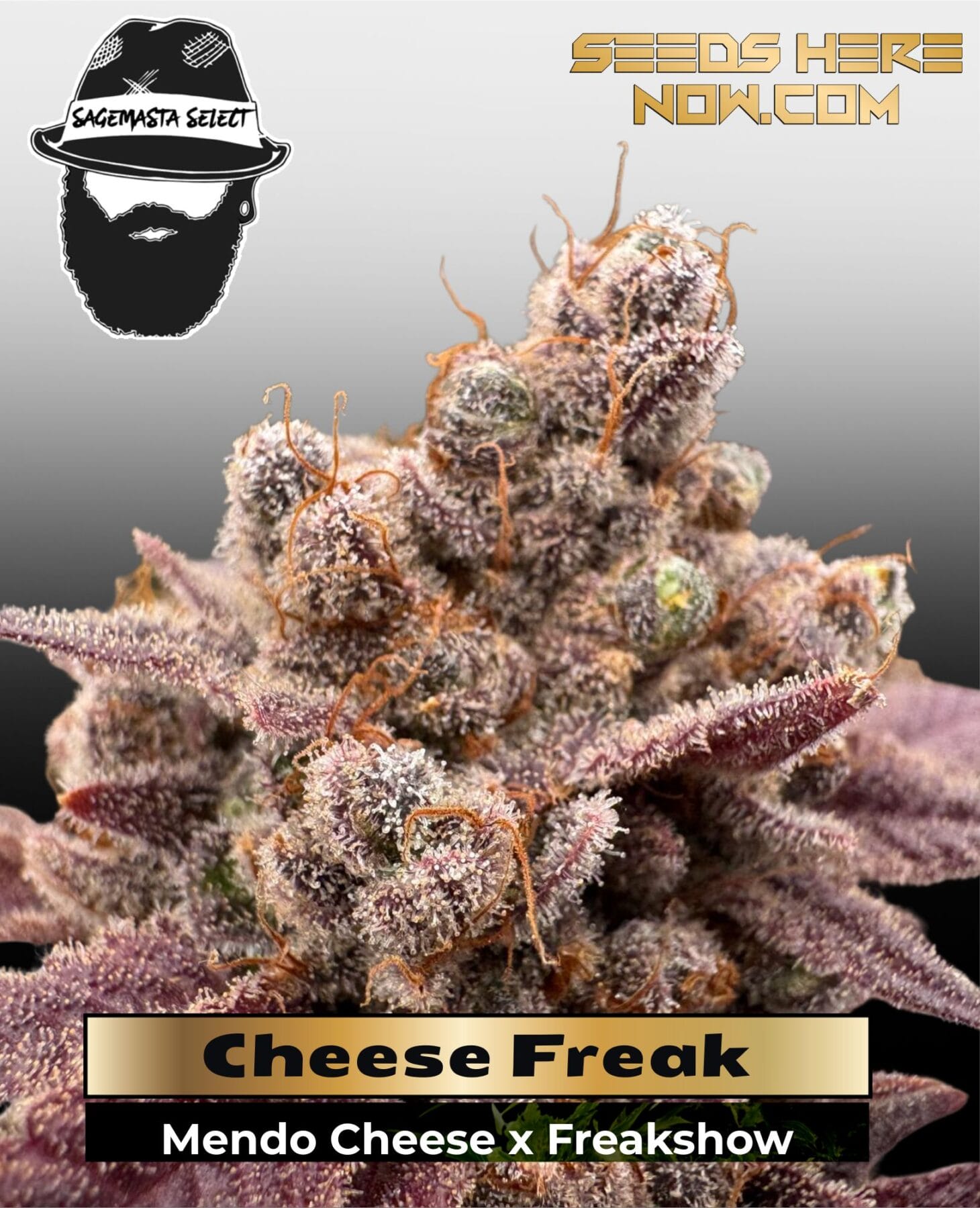 Cheese Freak (Regular) - S.A.G.E.masta Select