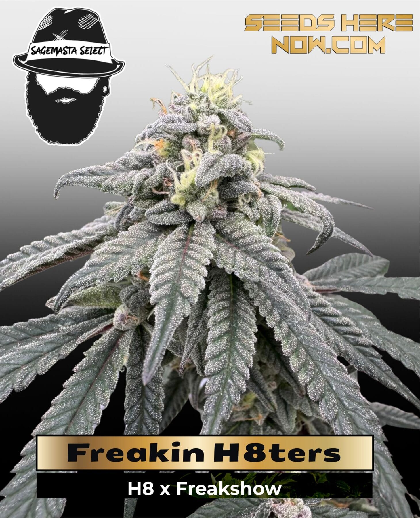 Freakin H8ters (Regular) - S.A.G.E.masta Select