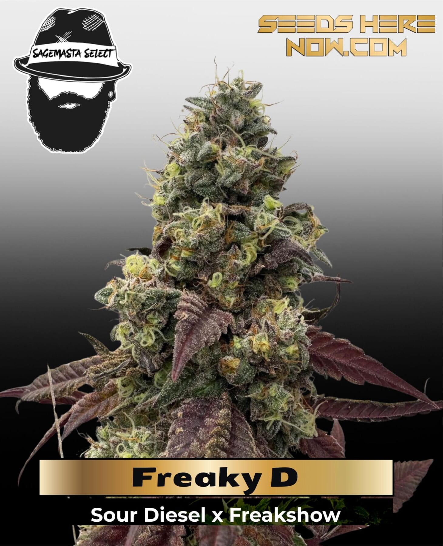 Freaky D (Regular) - S.A.G.E.masta Select