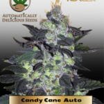 Candy Cane (Autoflower) - Automatically Delicious
