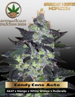Candy Cane (Autoflower) (space) Automatically Delicious