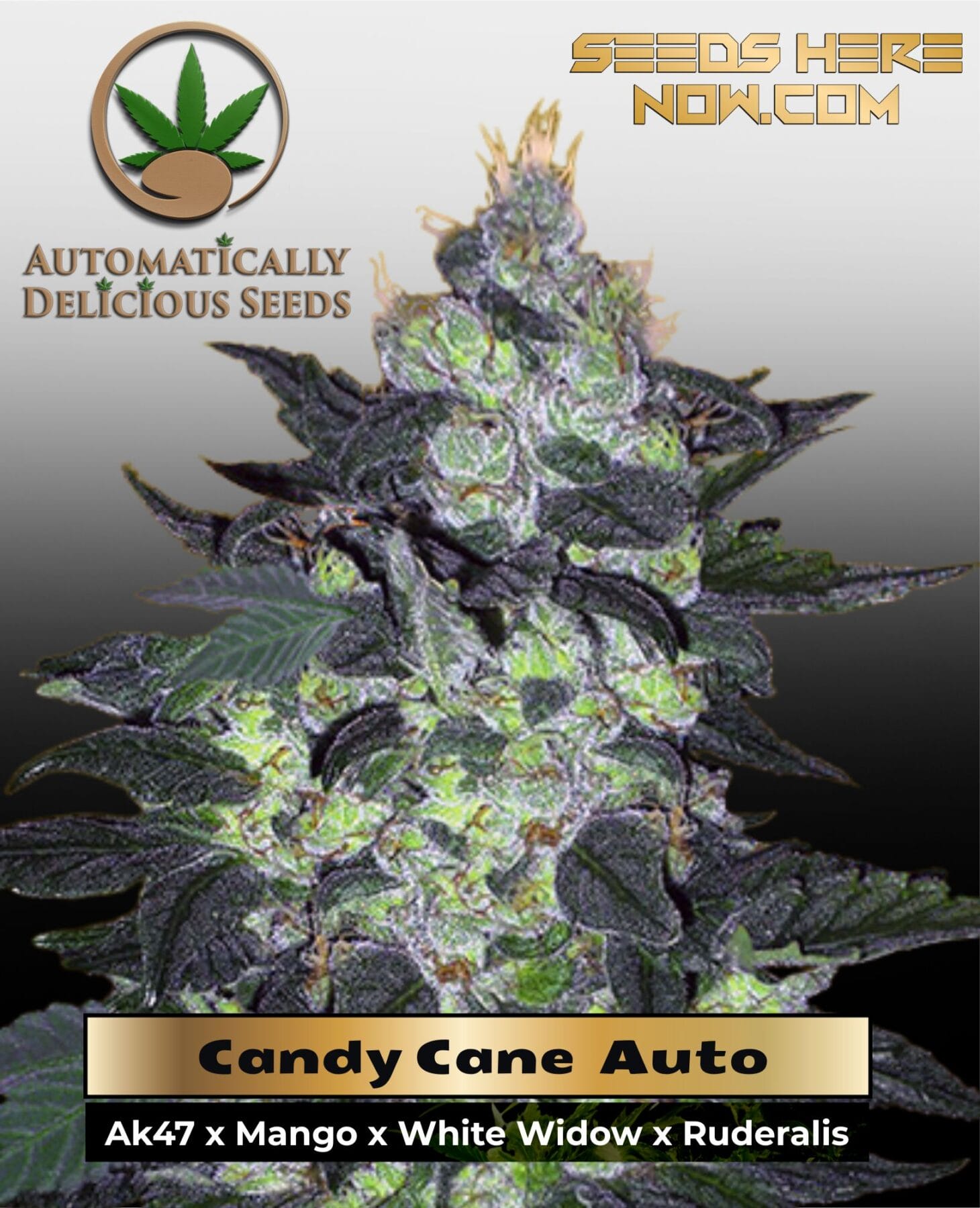 Candy Cane (Autoflower) - Automatically Delicious