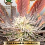 Red Skunk Kush (Autoflower) - Automatically Delicious