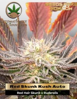 Red Skunk Kush Auto (Autoflower) (space) Automatically Delicious