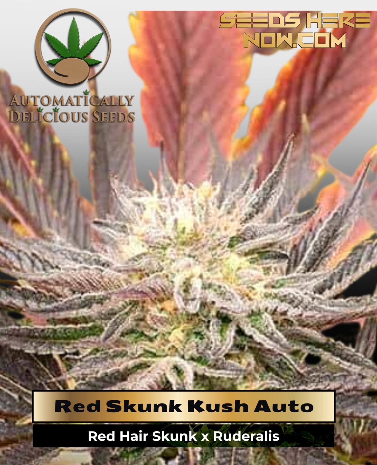 Red Skunk Kush Auto (Autoflower) - Automatically Delicious