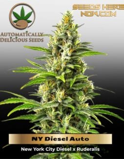 NY Diesel Auto (Autoflower) (space) Automatically Delicious