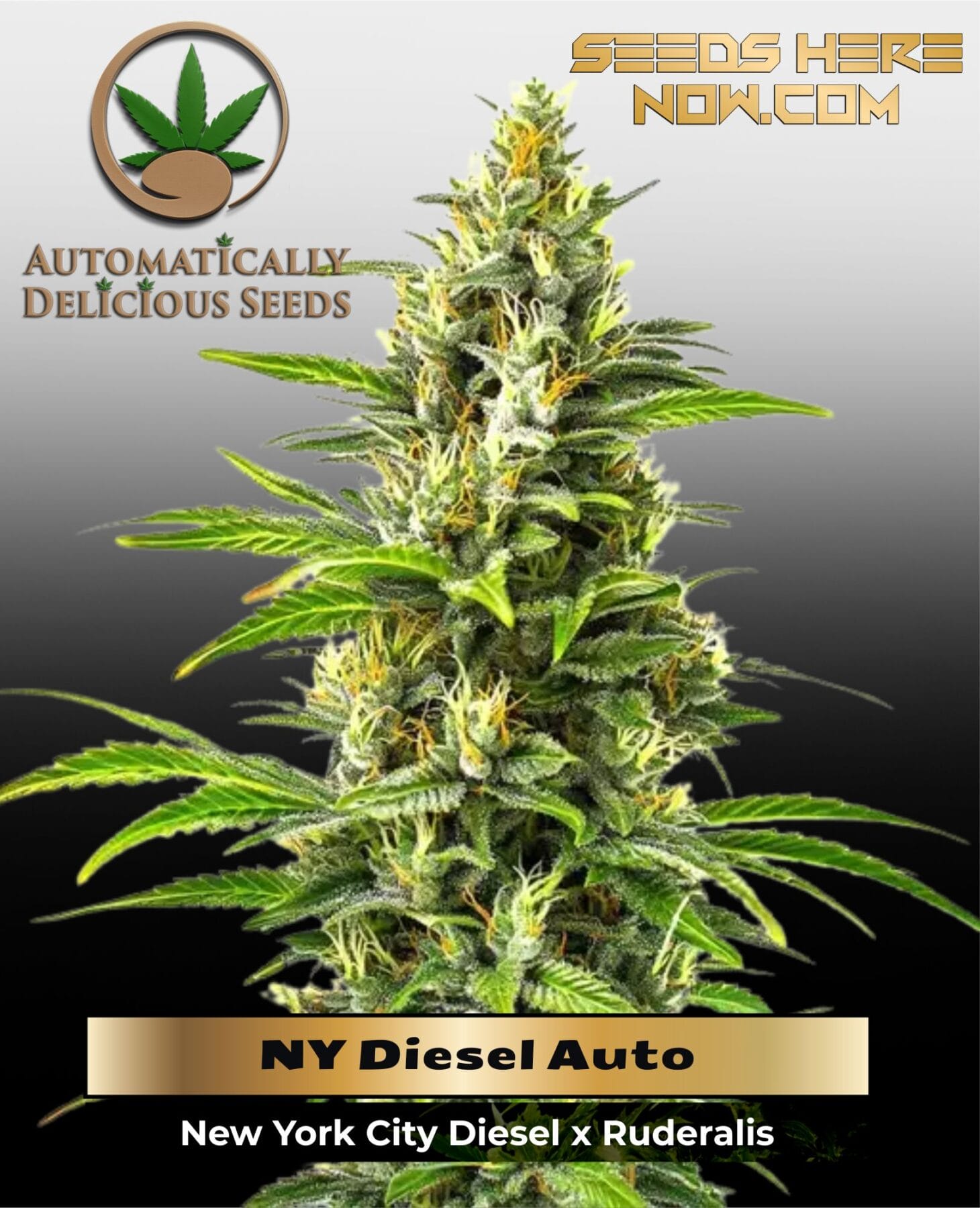 NY Diesel Auto (Autoflower) - Automatically Delicious