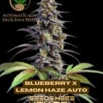 Blueberry x Lemon Haze (Autoflower) - Automatically Delicious