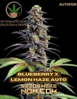 Blueberry x Lemon Haze Auto (Autoflower) (space) Automatically Delicious