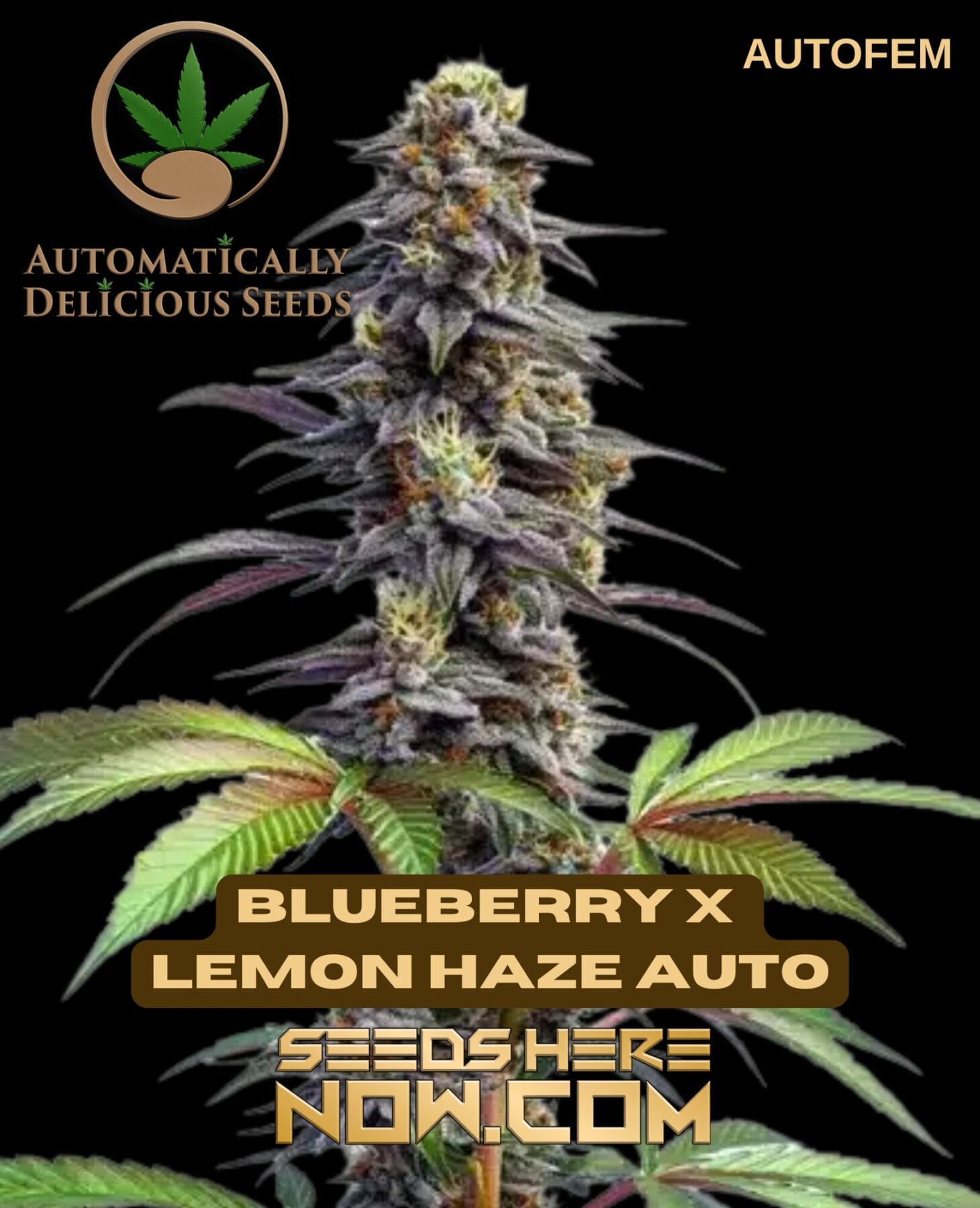 Blueberry x Lemon Haze Auto (Autoflower) - Automatically Delicious