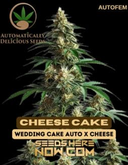 CheeseCake Auto (Autoflower) (space) Automatically Delicious
