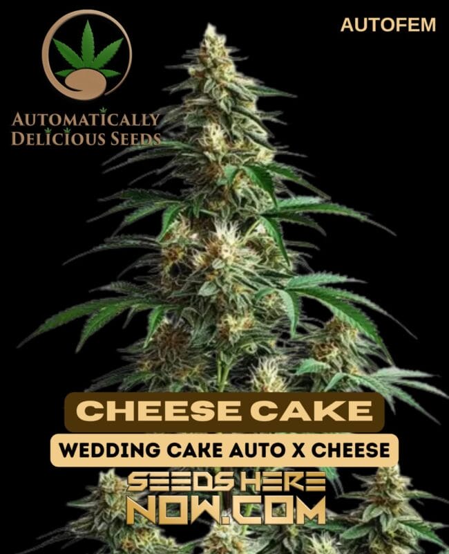 CheeseCake Auto (Autoflower) - Automatically Delicious