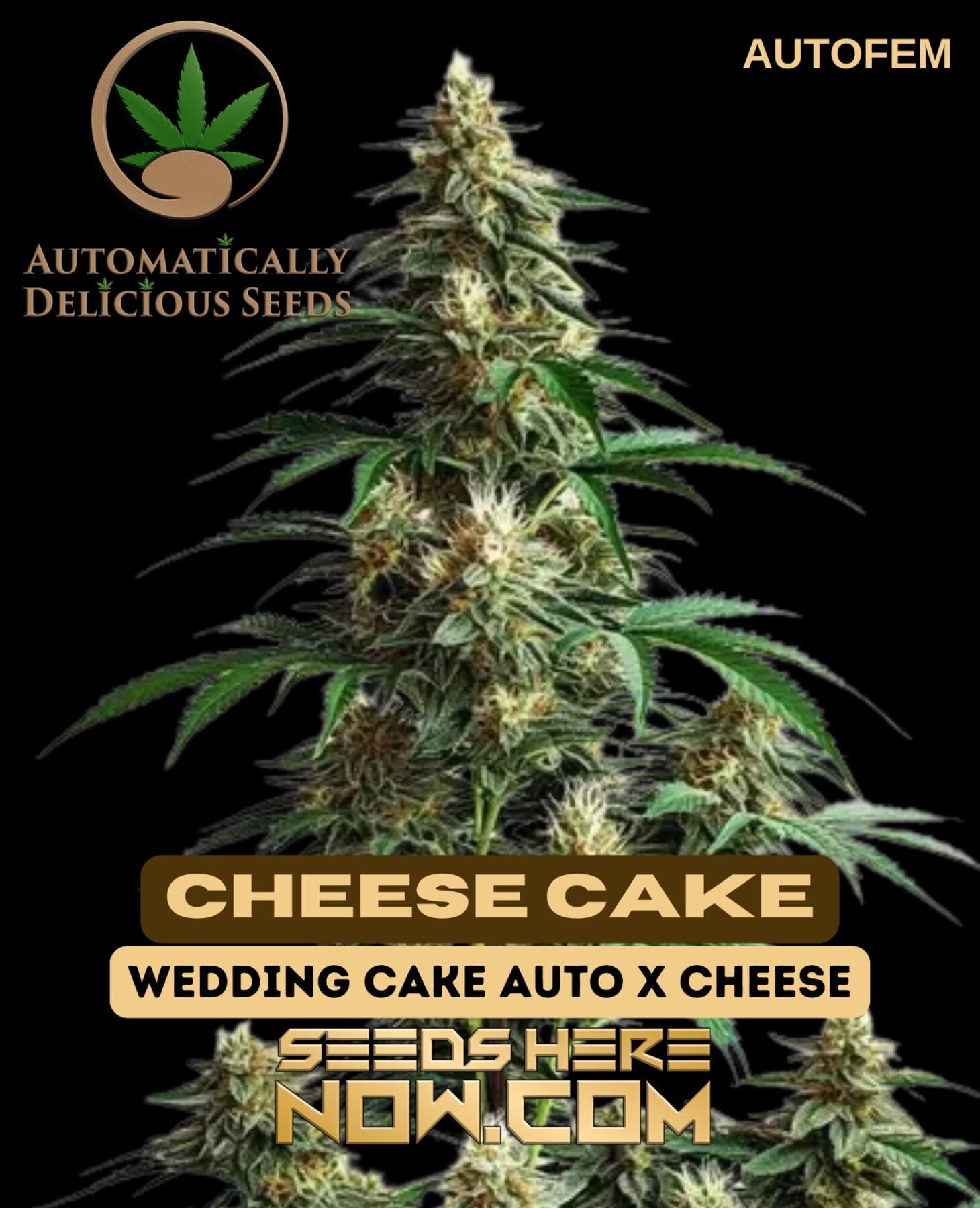 CheeseCake Auto (Autoflower) - Automatically Delicious