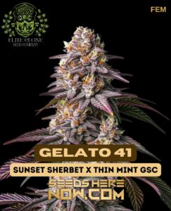 Gelato 41