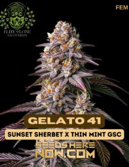 Gelato 41 S1 (Feminized) (space) Elite Clone Seed CompanyGelato 41