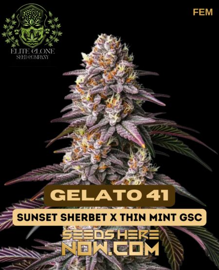 Gelato 41