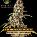 Tahoe OG (Autoflower) - Automatically Delicious