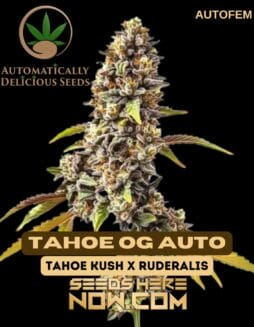 Tahoe OG Auto (Autoflower) (space) Automatically Delicious