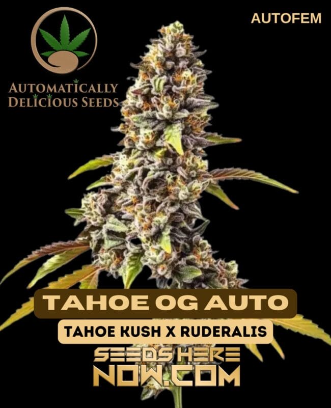 Tahoe OG Auto (Autoflower) - Automatically Delicious