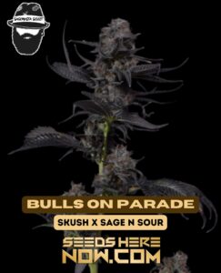 Bulls On Parade (Regular) (space) S.A.G.E.masta Select