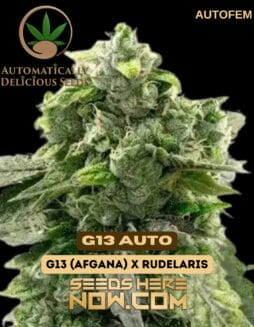 G13 Auto (Autoflower) (space) Automatically Delicious