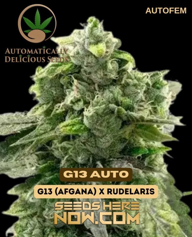 G13 Auto (Autoflower) - Automatically Delicious