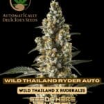 Wild Thailand Ryder (Autoflower) - Automatically Delicious