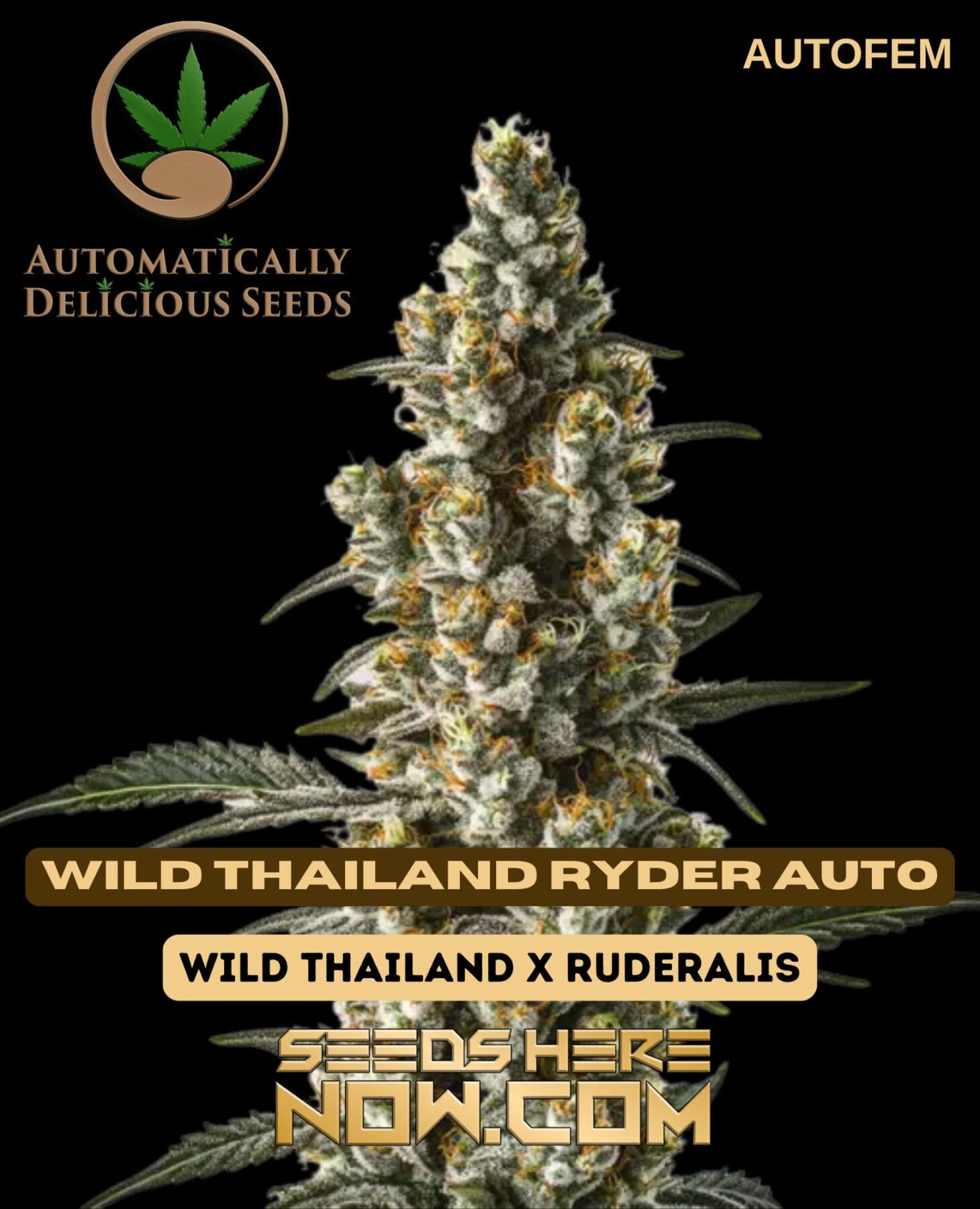 Wild Thailand Ryder Auto (Autoflower) – Automatically Delicious