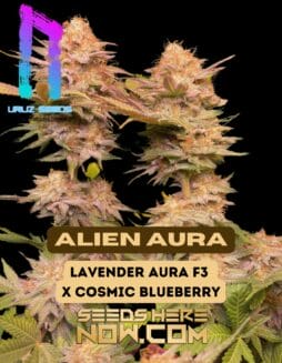 Alien Aura (Regular) (space) Uruz Seeds