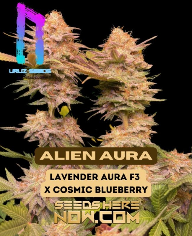 Alien Aura (Regular) - Uruz Seeds
