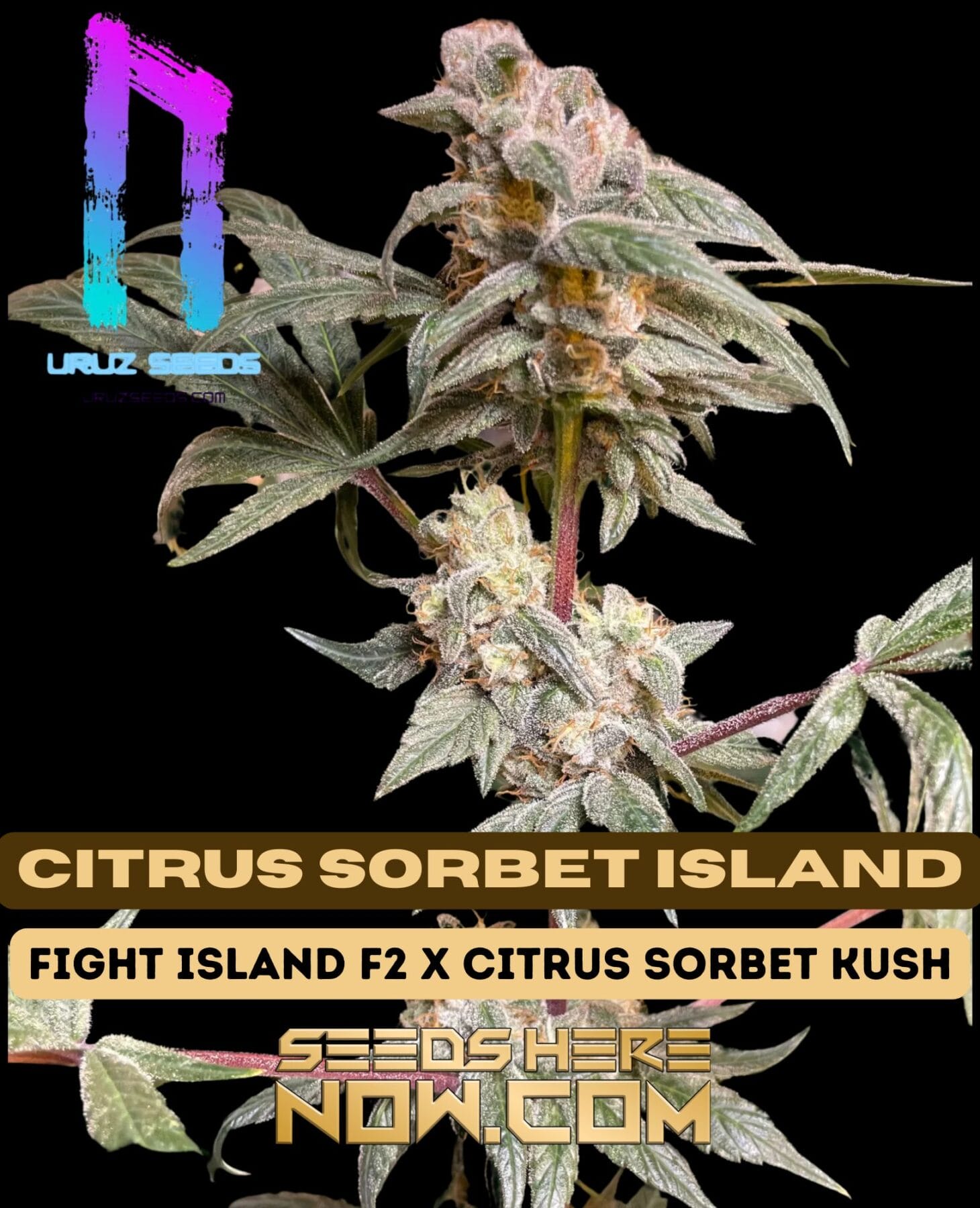 Citrus Sorbet Island (Regular) - Uruz Seeds