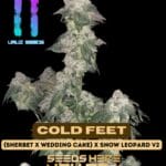 Cold Feet (Regular) - Uruz Seeds