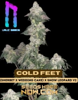 Cold Feet (Regular) (space) Uruz Seeds