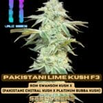 Pakistani Lime Kush F3 (Regular) - Uruz Seeds