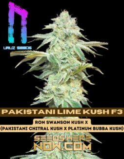 Pakistani Lime Kush F3 (Regular) (space) Uruz Seeds