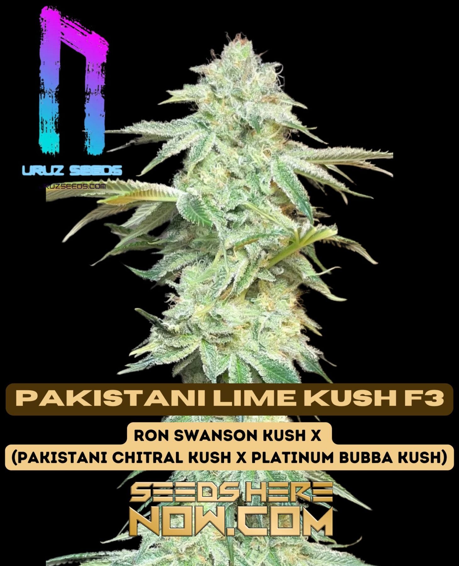 Pakistani Lime Kush F3 (Regular) - Uruz Seeds