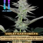 Violet Gas Kush F4 (Regular) - Uruz Seeds