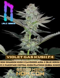 Violet Gas Kush F4 (Regular) (space) Uruz Seeds