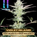 Violet Island (Regular) - Uruz Seeds