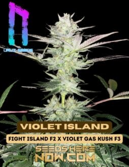 Violet Island (Regular) (space) Uruz Seeds