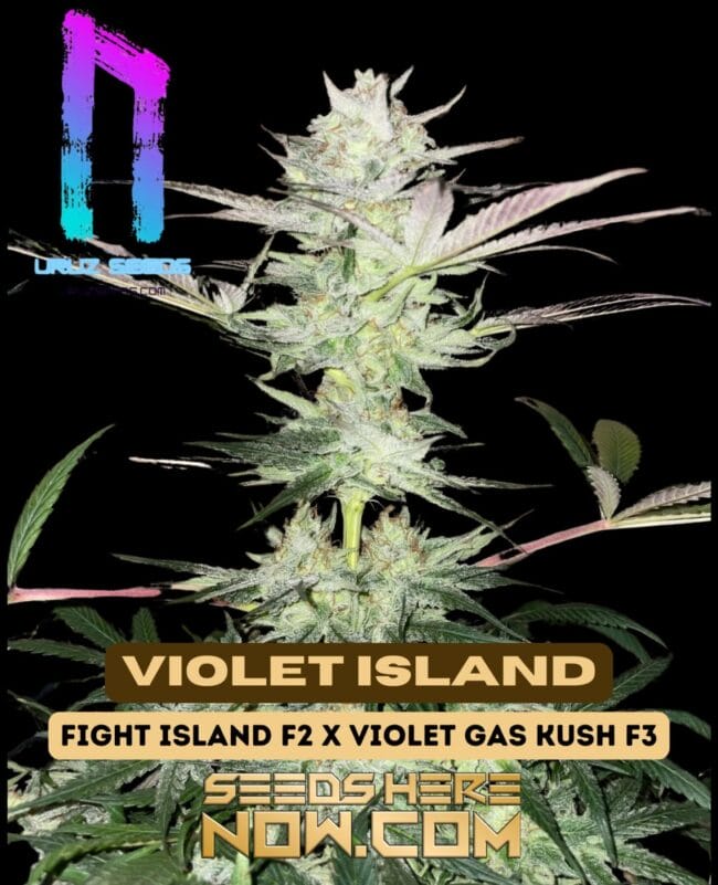 Violet Island (Regular) - Uruz Seeds