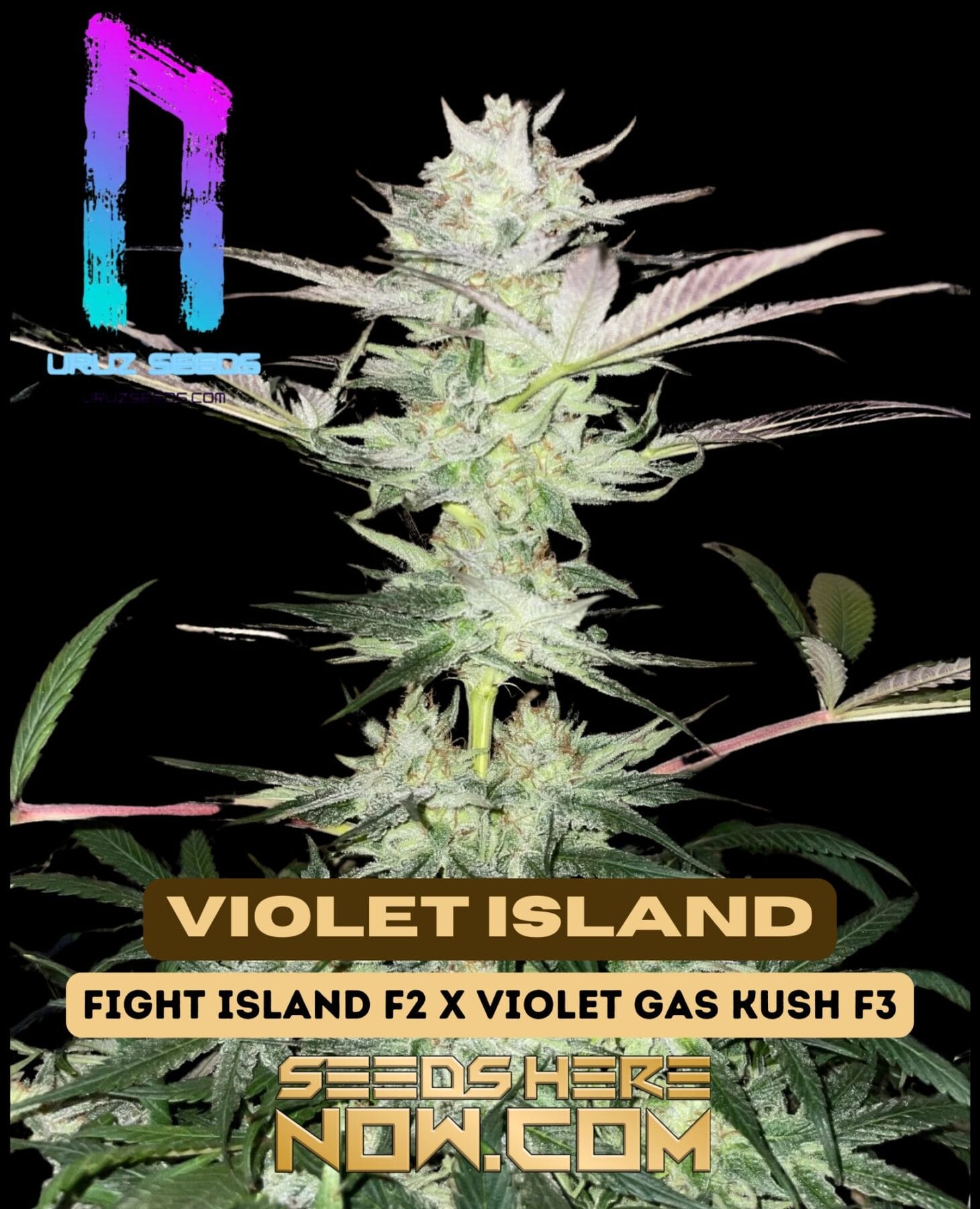 Violet Island (Regular) - Uruz Seeds