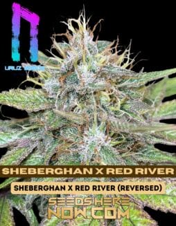 Sheberghan x Red River (Feminized) (space) Uruz Seeds