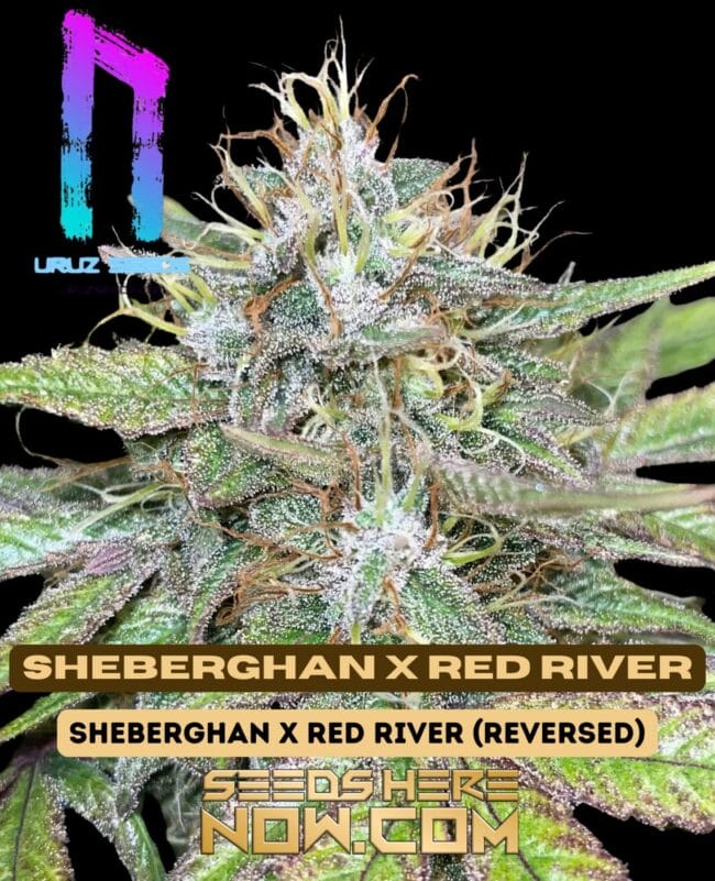 Sheberghan x Red River (Feminized) - Uruz Seeds