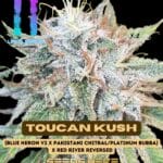 Toucan Kush (Feminized) - Uruz Seeds
