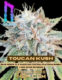 Toucan Kush (Feminized) (space) Uruz Seeds