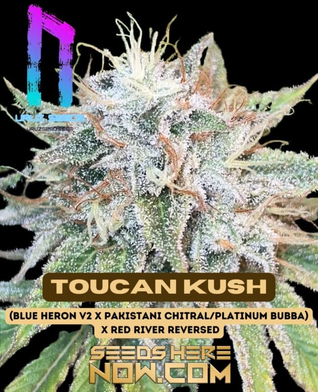 Toucan Kush (Feminized) - Uruz Seeds